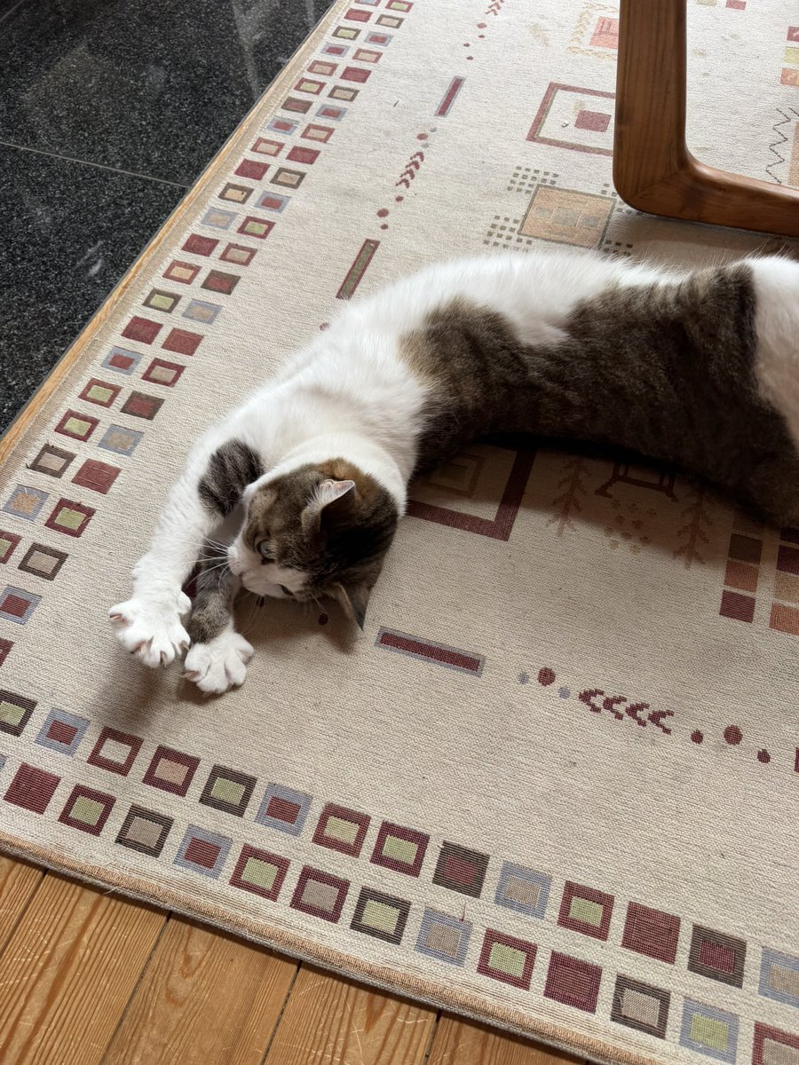 たぬKIKI tweet media