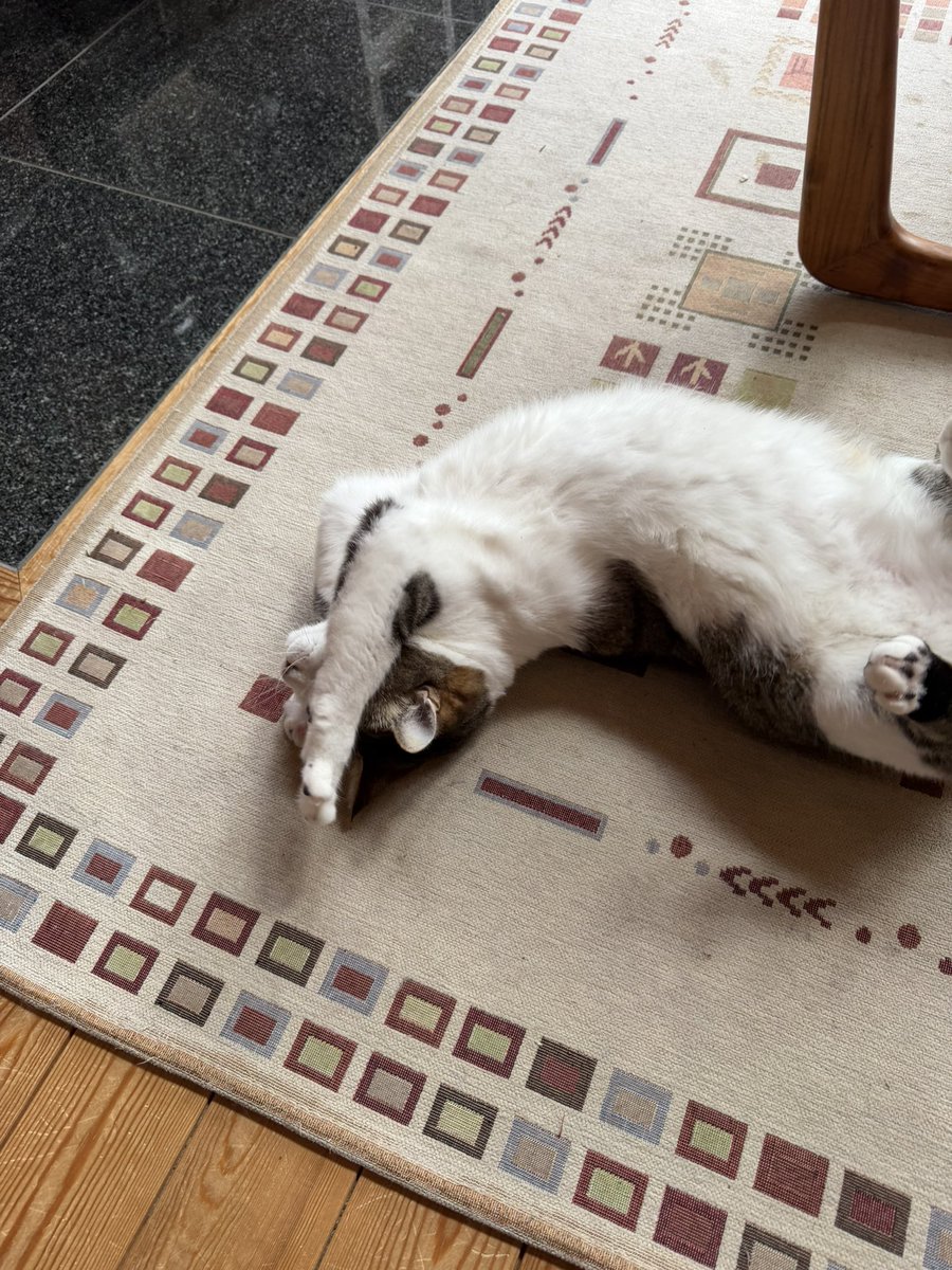 たぬKIKI tweet media