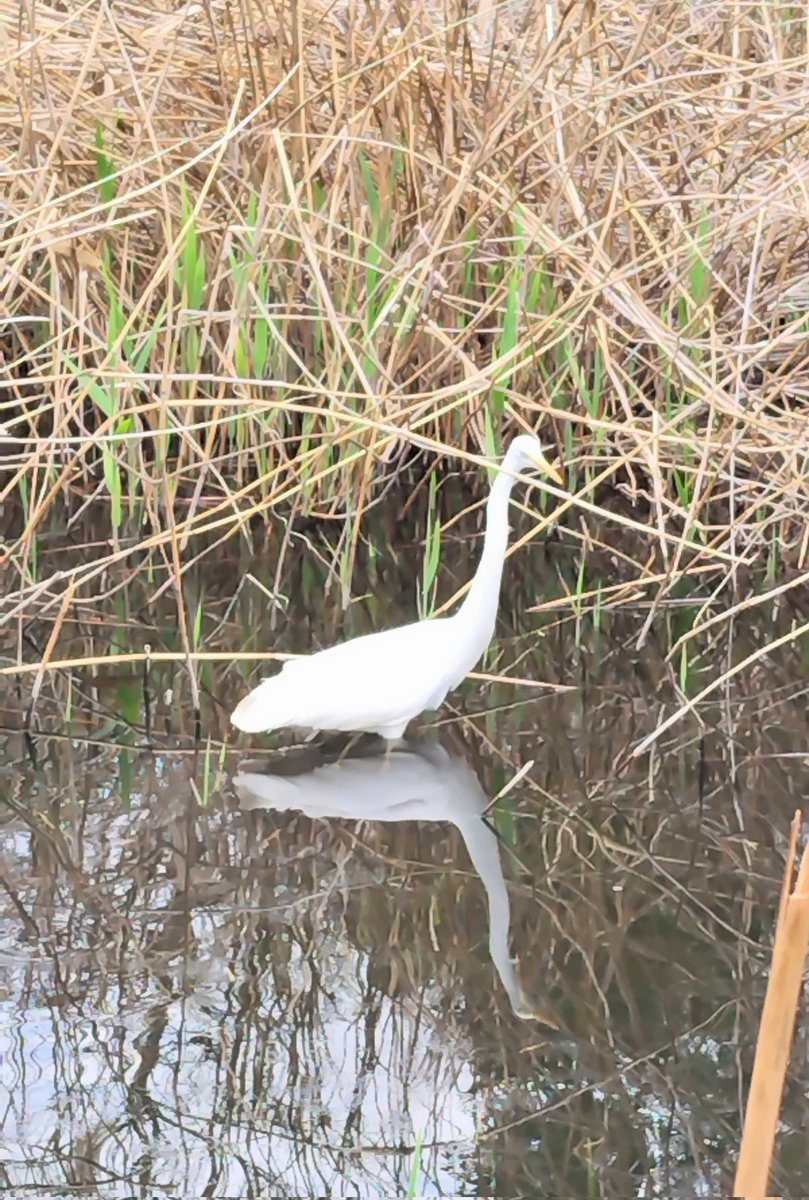 メロンソーダ高場🍈 tweet media