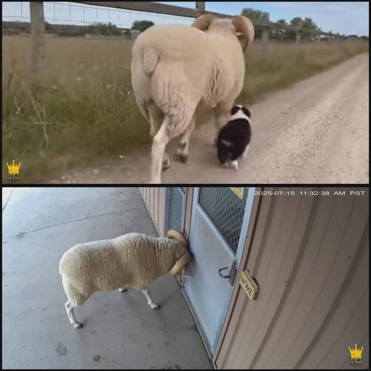 Mr PitBull tweet media