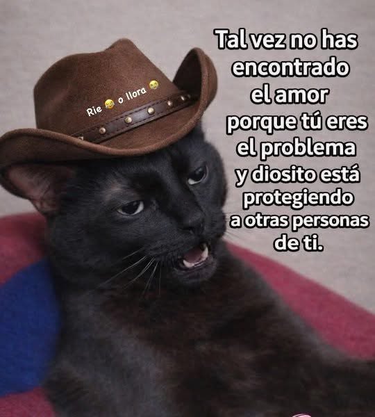 Dilo con gatitoz (@dilocongatitoz) on Twitter photo 