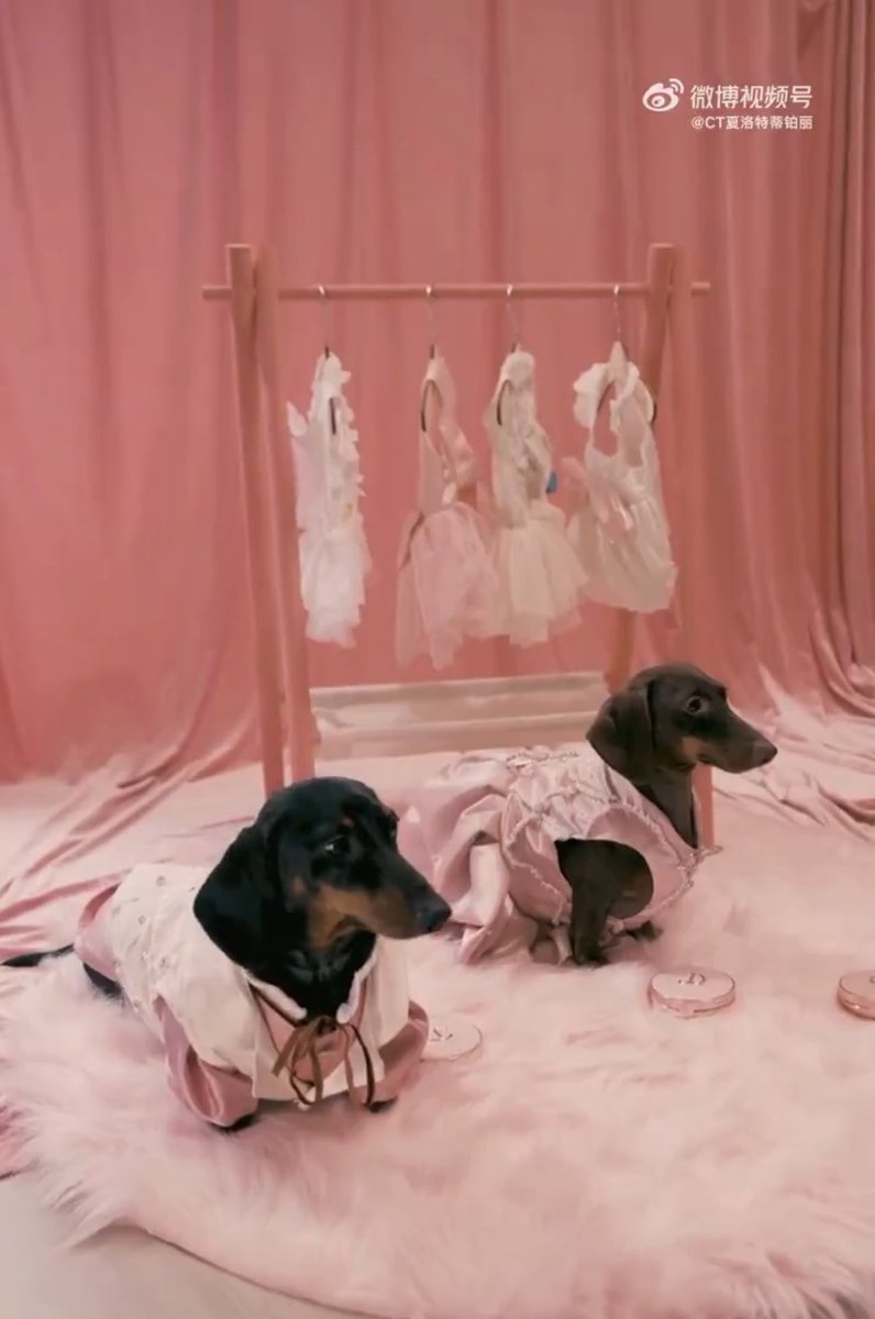 Z_mm_Ztwett's tweet photo. Let’s be real , the actual nepo babies are Doe and Diandian 😂

#ZhaoLusi #RosyDoeDian https://t.co/45DjU4wXTY
