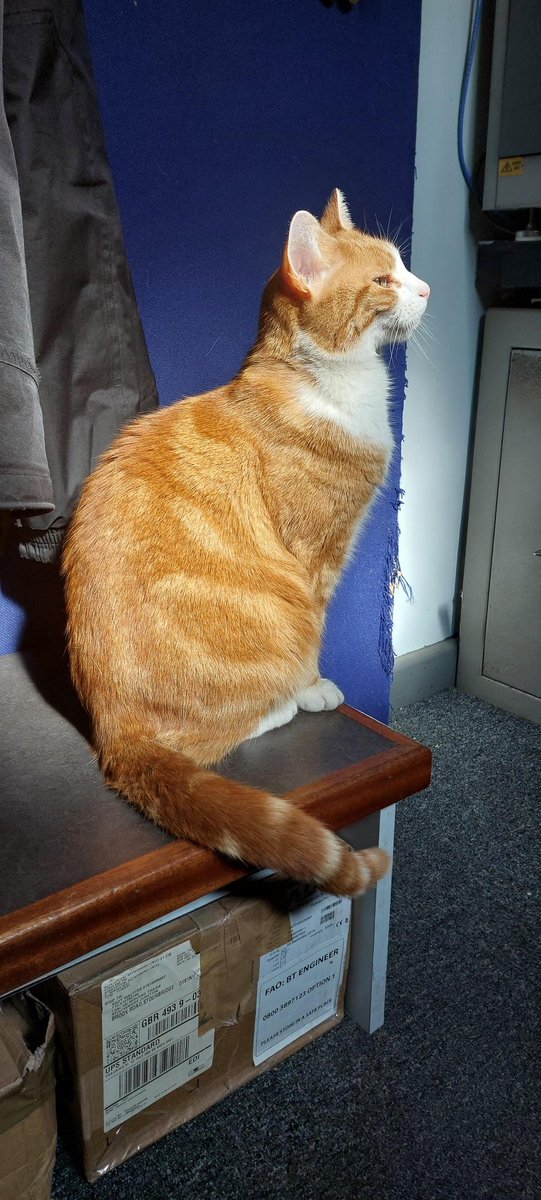 George The Stourbridge Junction Station Cat tweet media
