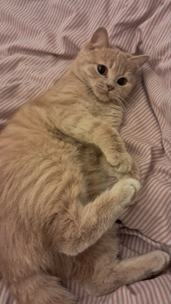 Aslıhan🇹🇷💛💙🇹🇷 tweet media