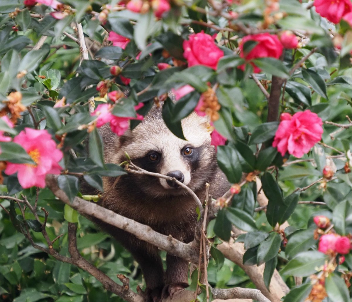 やまこじ tweet media