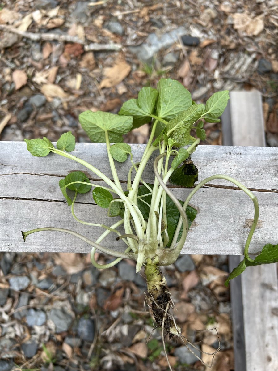 井口智明 tweet media