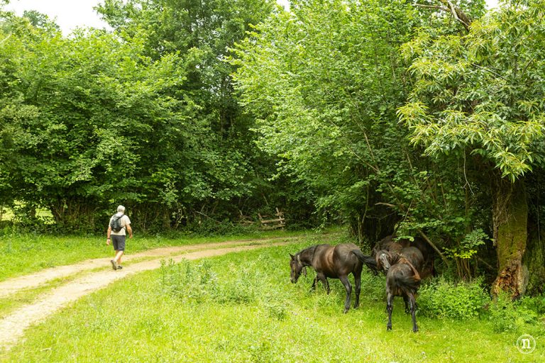 Nomadas Ocasionales tweet media
