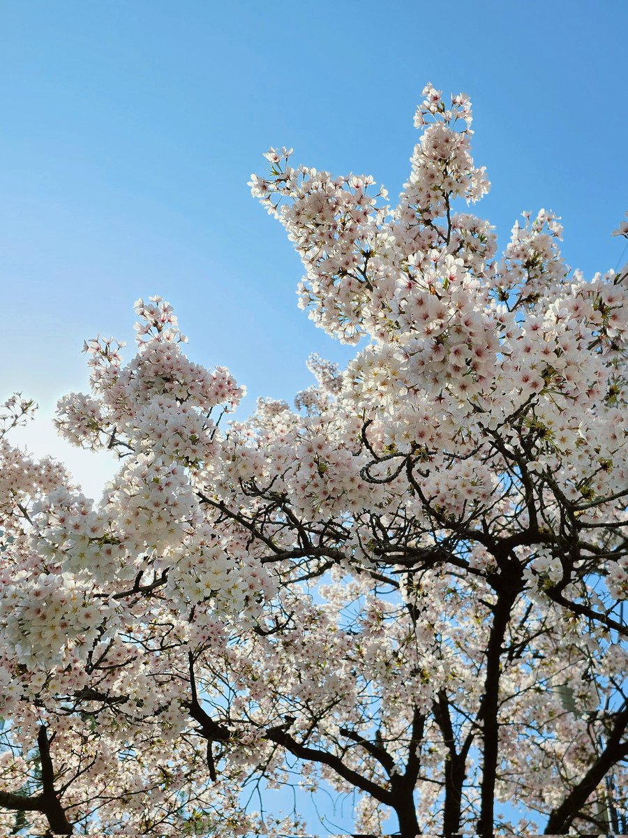 A12 🏀농펭🐧 tweet media