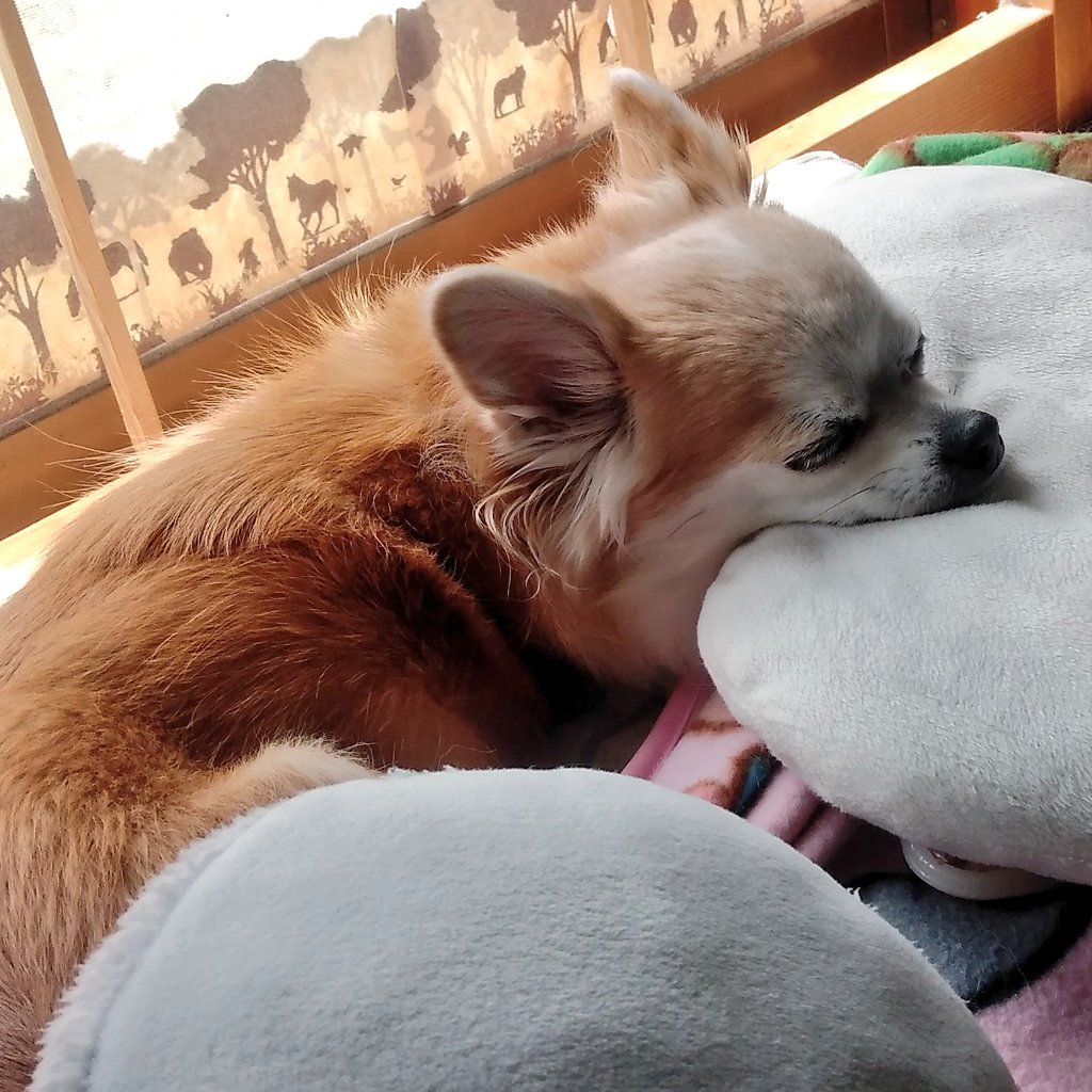 朝の散歩も終わってまったりタイム😪