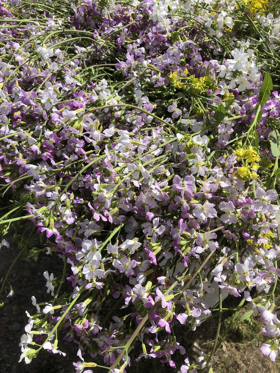 不治野 tweet media