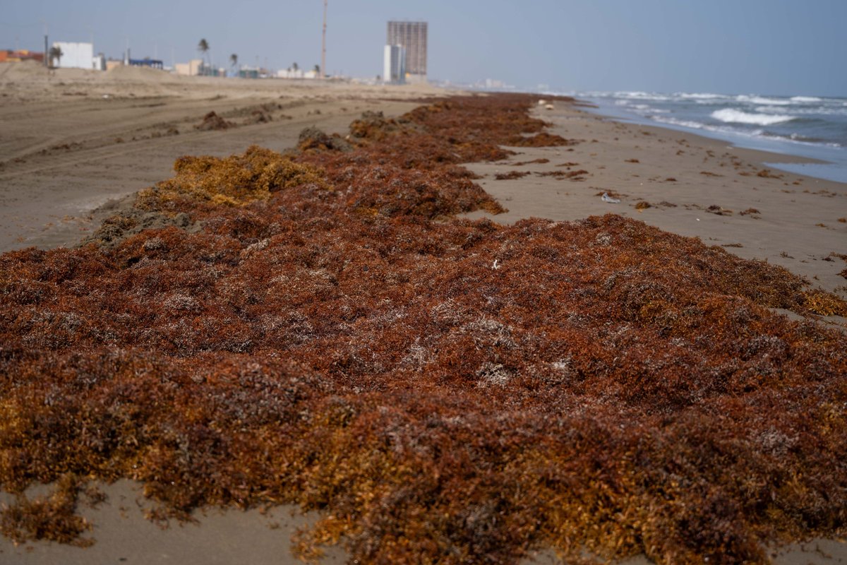 Retira Gobierno de #Coatzacoalcos 600 toneladas de sargazo en playas locales costaveracruz.mx/2026/04/13/ret… a través de <a href="/CostaVeracruz/">Reporte de Prensa</a>