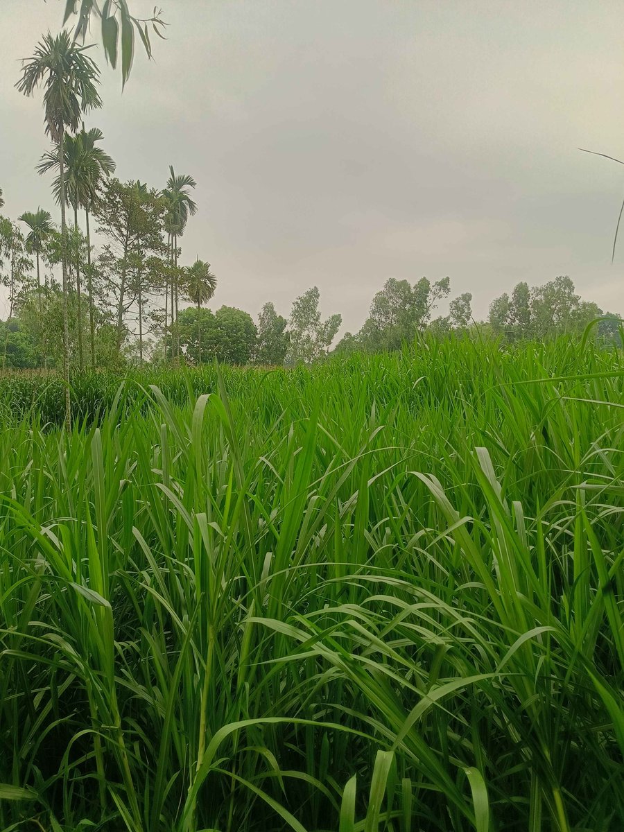 SKS | BROZ tweet media