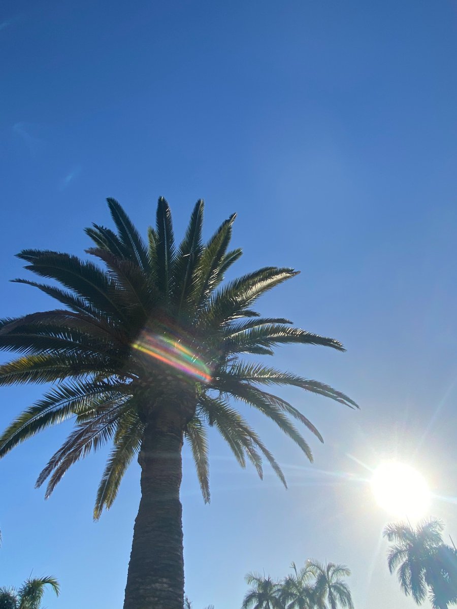 JeaneneHyles's tweet image. another beautiful day today

#goldcoast