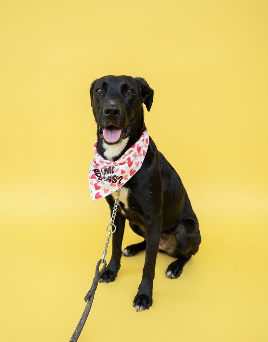 Ella es Dakota y desde hace casi 2 años está esperando que alguien la elija.

Aunque no lo parezca, tiene todo “en contra” para ser adoptada pronto: es negrita, de talla grande y un poco tímida.
Los perritos como ella casi nunca son los primeros en irse a casa.💔

Pero tú puedes