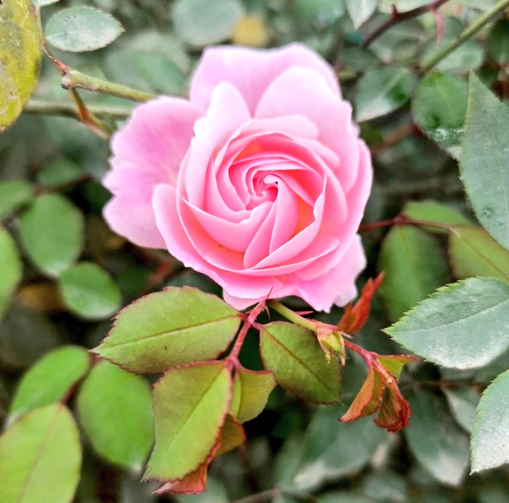 Rohittkr01's tweet image. Good Morning Everyone 🌻 

#SpreadLove♥️