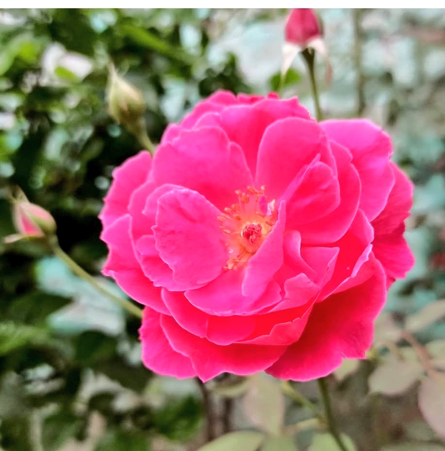 Rohittkr01's tweet image. Good Morning Everyone 🌻 

#SpreadLove♥️