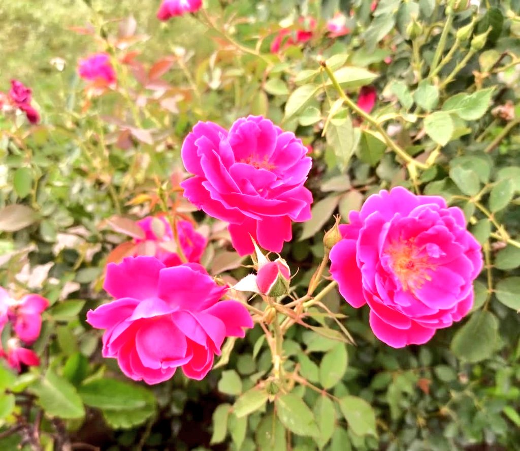 Rohittkr01's tweet image. Good Morning Everyone 🌻 

#SpreadLove♥️