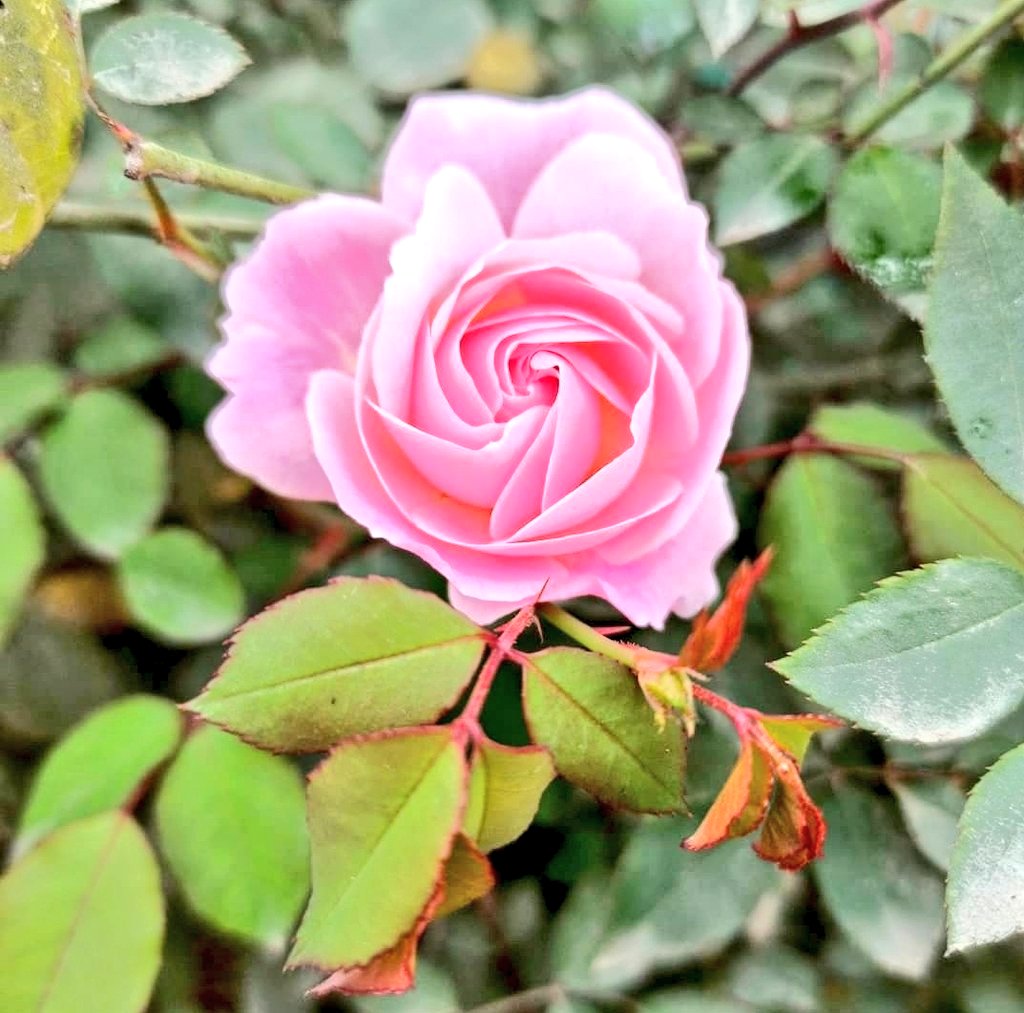 Rohittkr01's tweet image. Good Morning Everyone 🌻 

#SpreadLove♥️