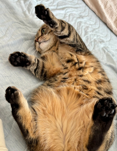 BLACK★STAR tweet media