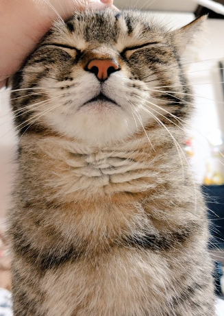 BLACK★STAR tweet media