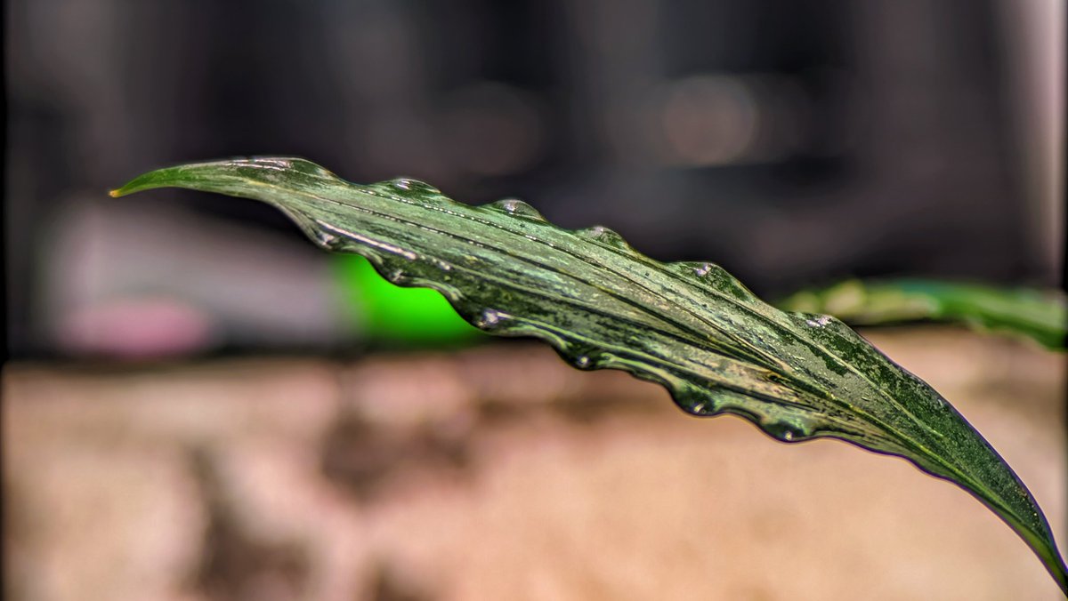 Jewelofborneo's tweet photo. Pursegloveia genus (maybe new species)
✈️Shipping world wide
Phytosanitary and 100% legal!!
Dm for information
-
-
-
-
-
-
-
#bucephalandra #buce #jewelofborneo #jobb #aroid #ブセファランドラ #부세파란드라 #homalomena #ホマロメナ #jungleplant #schismatoglottis https://t.co/FWJr97MxZU