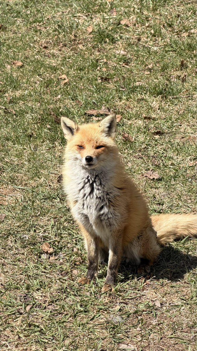 めもるか tweet media