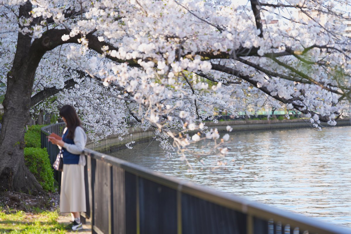 mike0613's tweet image. #街撮り
#SonyAlpha 
#α7V
#桜
#大阪