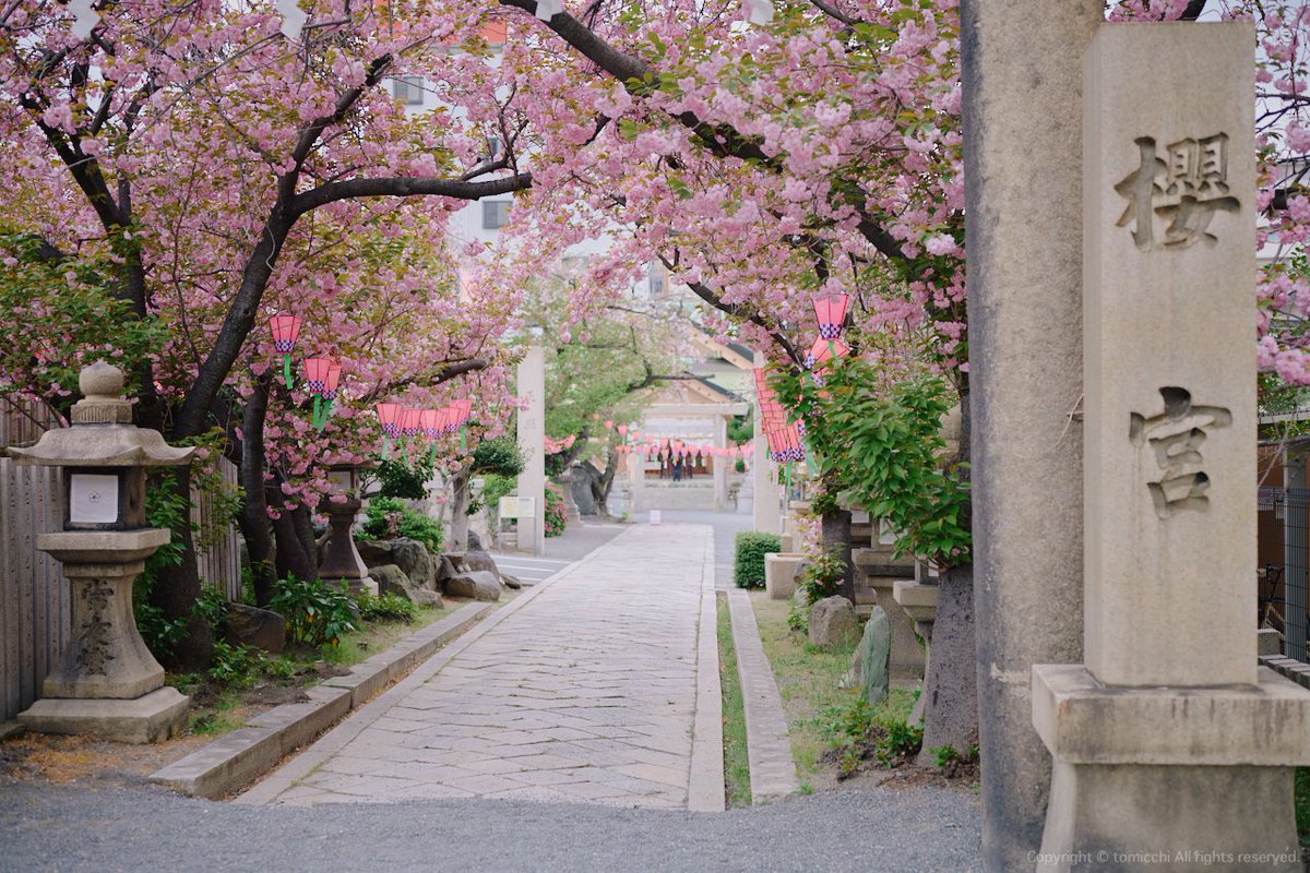 新しく植えられた桜の木の成長が楽しみ 3枚目の写真は開くと・・ Nikon