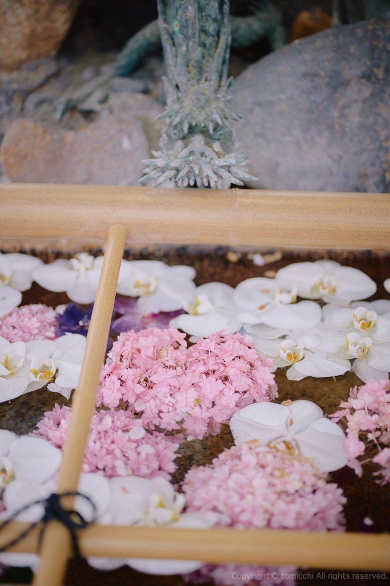 新しく植えられた桜の木の成長が楽しみ 3枚目の写真は開くと・・ Nikon