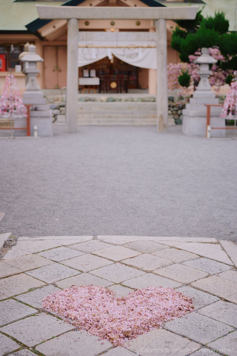 新しく植えられた桜の木の成長が楽しみ 3枚目の写真は開くと・・ Nikon