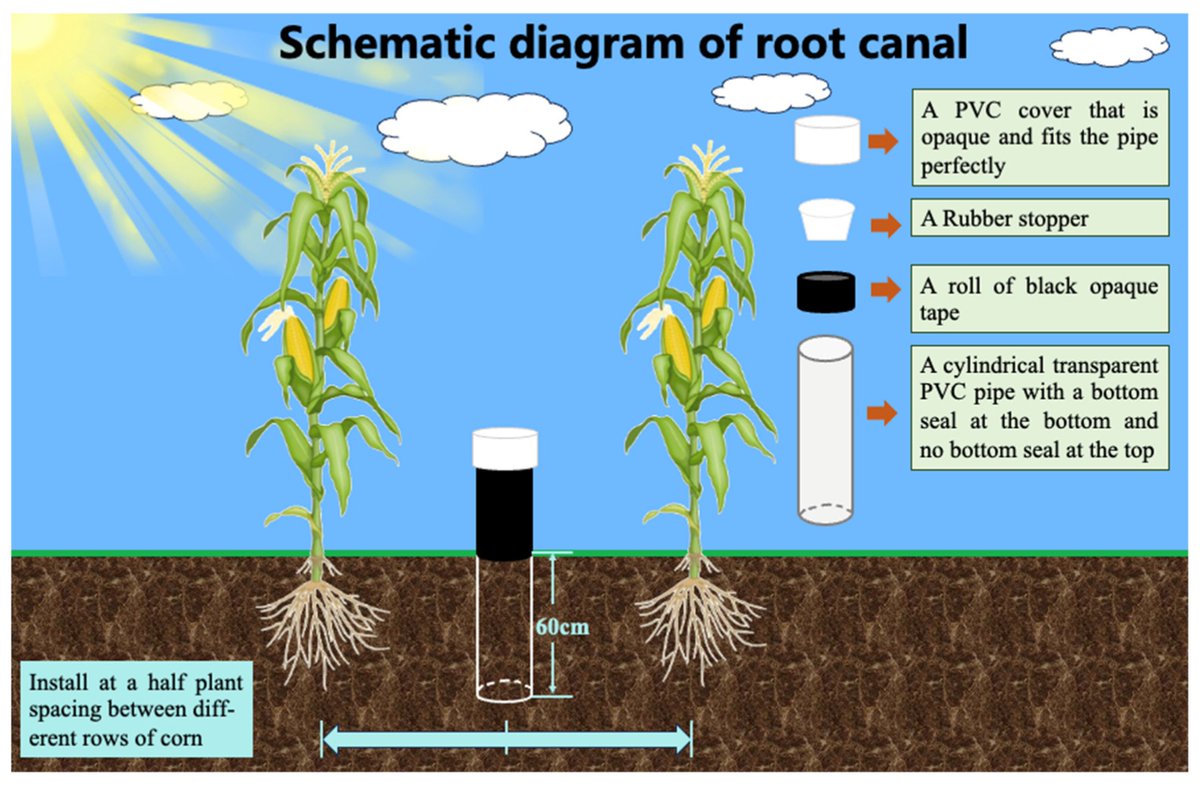 AgricultureMdpi's tweet photo. 🎉New paper alert! #AgricultureMdpi
🌽Rotational Tillage and Nitrogen Rate Affect Maize Yield Through Regulations on Deep Root Morphology and Physiology
🔗Access it for free here: https://t.co/46rnqgEtz9
#tillage #strawreturn #nitrogen #rootactivity #maize #yield #rootlength https://t.co/s0BOLgvBUg