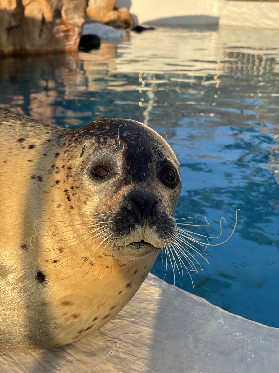 越前松島水族館 tweet media
