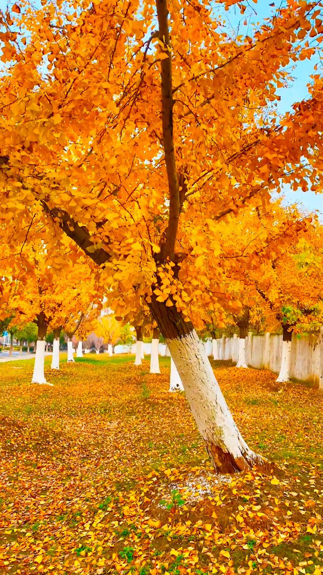 Bweezyeff's tweet image. Autumn breeze + golden leaves = perfect cozy walk vibes  #FallVibes