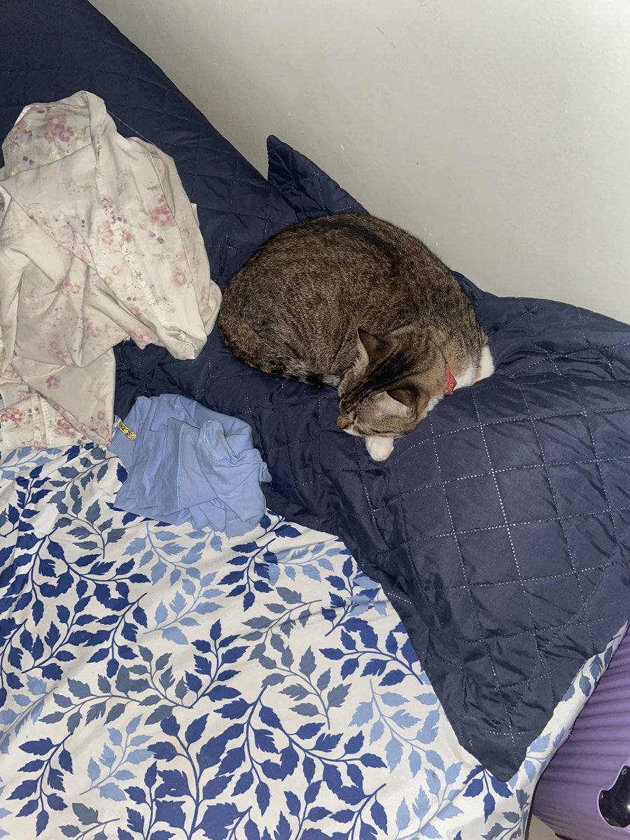 Depois das horas de estudo, agora é só Naninha com minha conchinha de sempre e pra sempre 🥰😍😴
Moanoite.