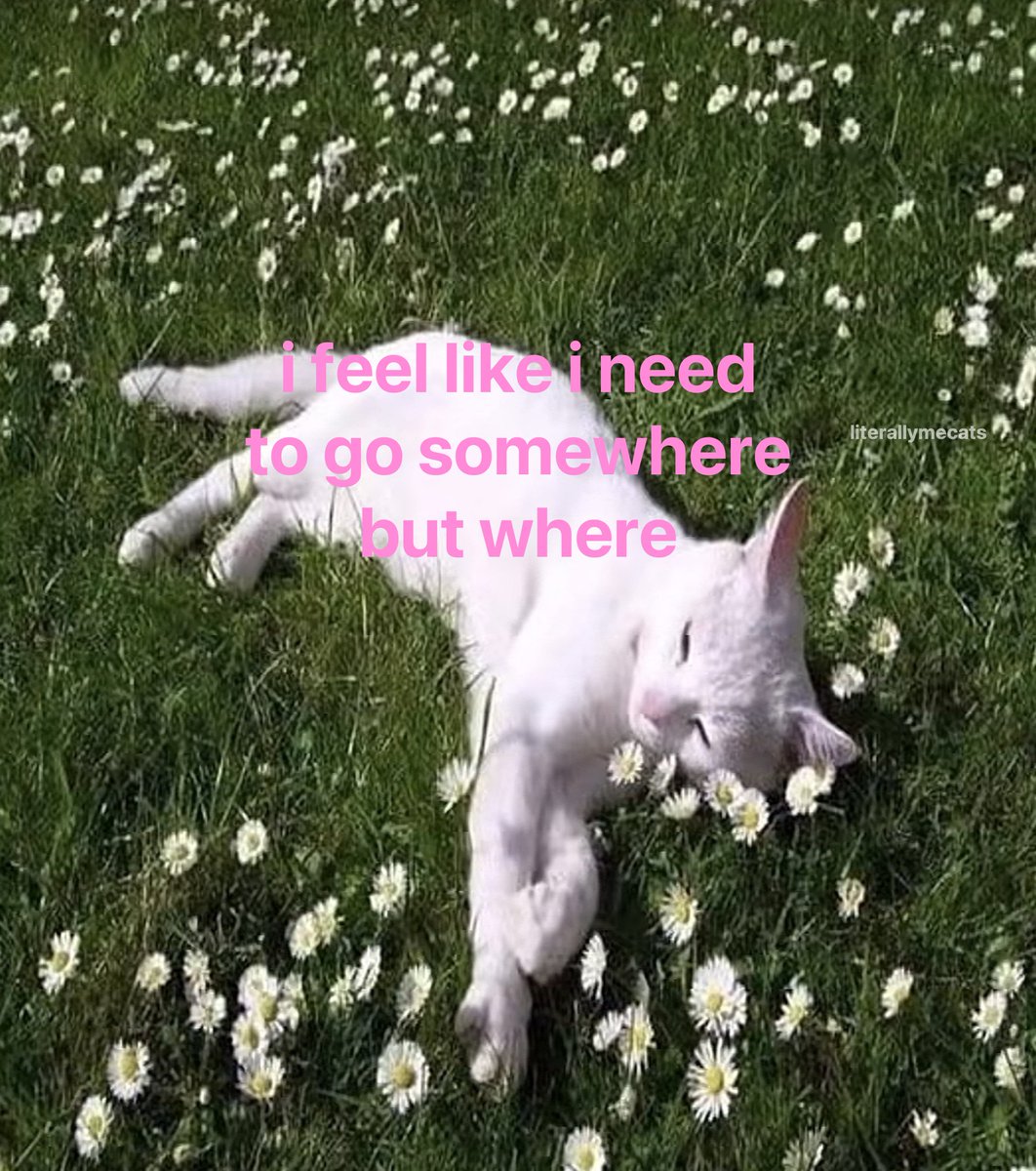 LiterallyMeCats tweet media