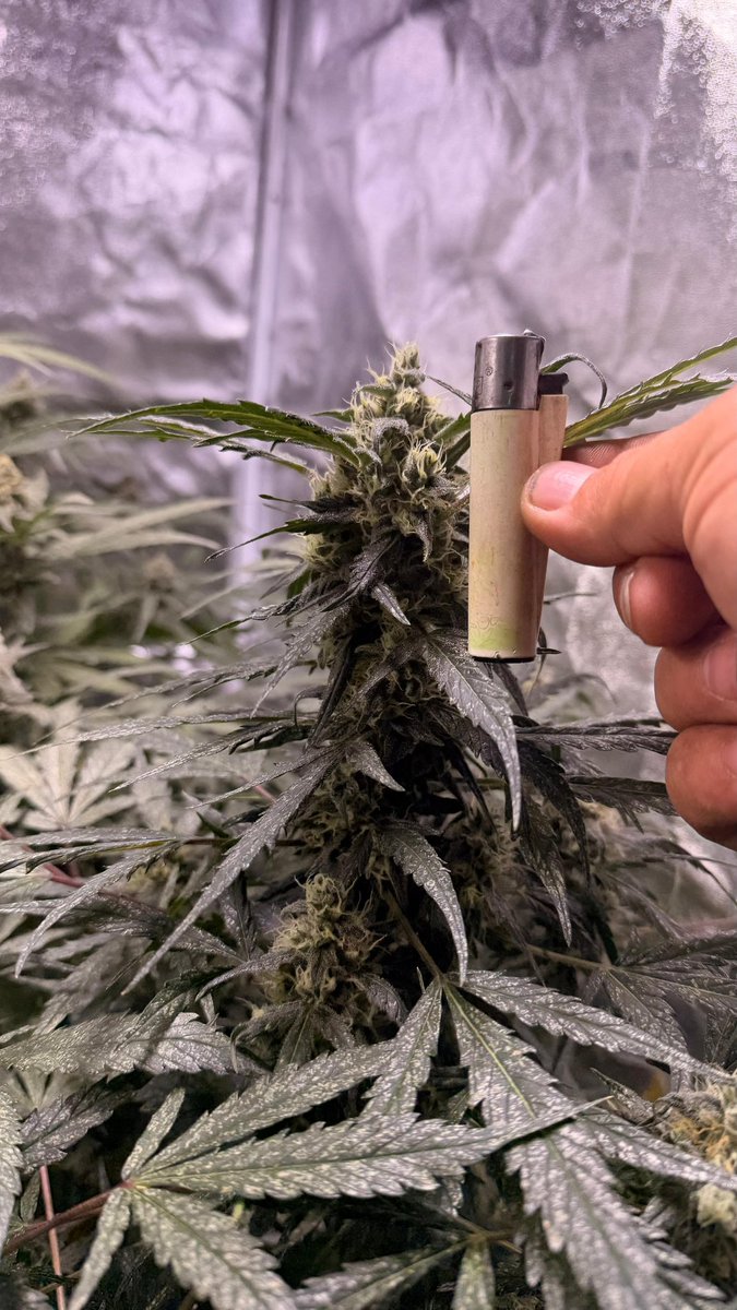 MrChilla4life👻 tweet media