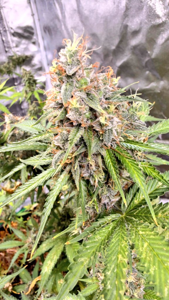 MrChilla4life👻 tweet media