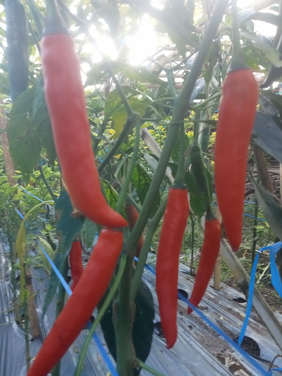 AbU JenaR tweet media