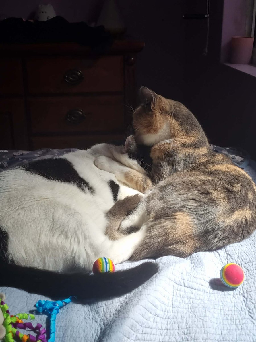 ExusKun's tweet photo. Hey Peeps 
More in the responses below!

We are in urgent need of help - one of our kitties, Luna, is undergoing MRI and surgery as she's started to encounter seizures and other issues. If you could please spare a dollar, we'd be forever grateful. 

https://t.co/de3gqzvOBi https://t.co/D7LMcJAG7Y