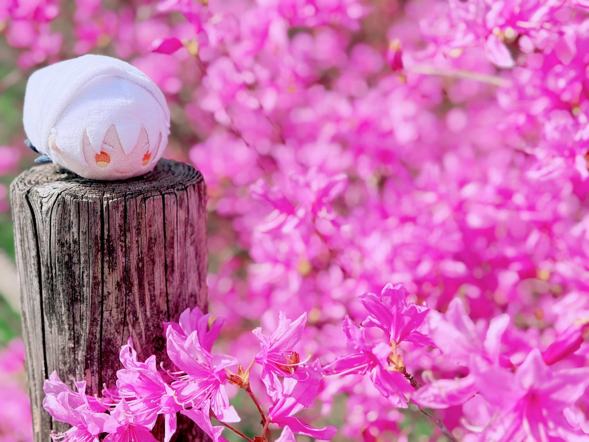 あさいい tweet media