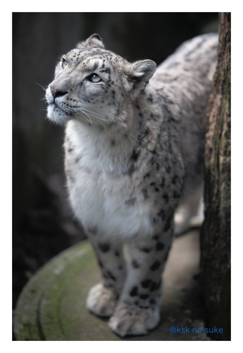 けーすけ tweet media