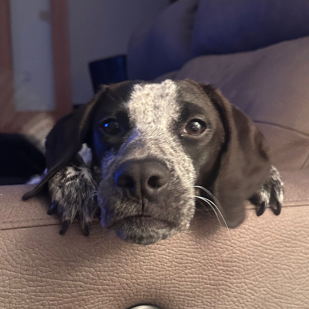 NuevaVidaAdop's tweet image. #madrid 
LARITA cruce #bracoaleman RESCATADA de perrera 
Sociable con niños🐶🐱
Tiene 1 año y medio de vida y pesa 13 kg 
NECESITA #adopcionresponsable 
Se entrega chipada,vacunada,desparasitada y CON compromiso de castracion 
CONTACTO📩 facenuevavida@gmail.com 
#adopta