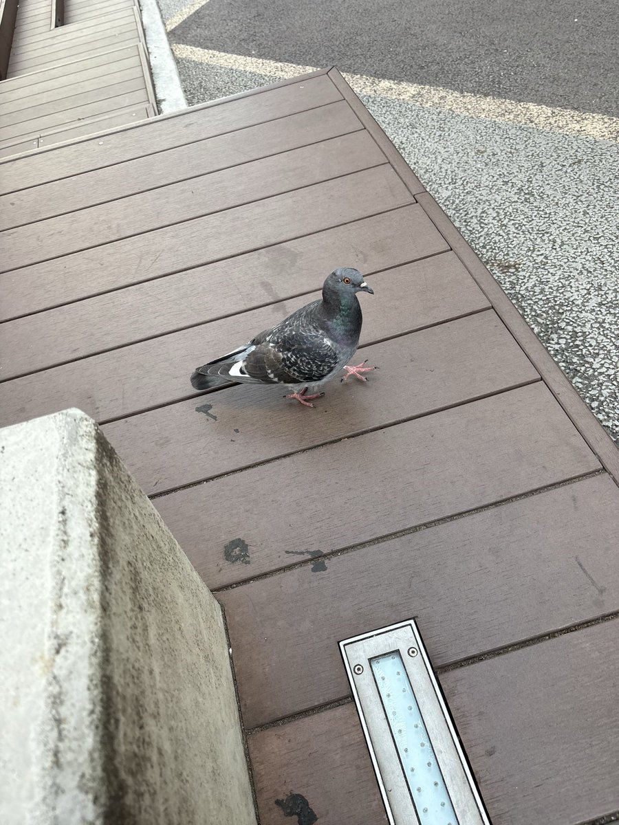 あまんだ₊˚⊹☆ tweet media