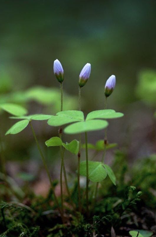 رحمه السريري tweet media