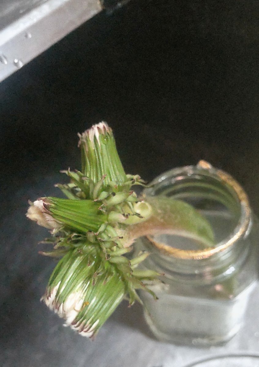Pb_Works's tweet photo. 綿毛になりかけの融合タンポポ。よく見ると、花4個分かも?
帯化タンポポ https://t.co/OxEn5uPbAf