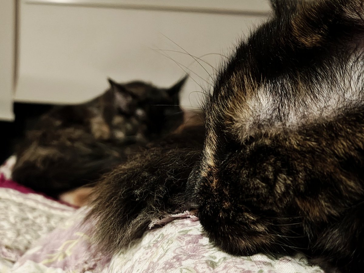 ฅ⁠^⁠•⁠ﻌ⁠•⁠^⁠ฅ tweet media