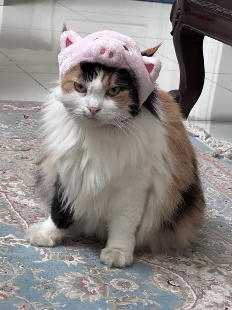 halo aku kucing tweet media