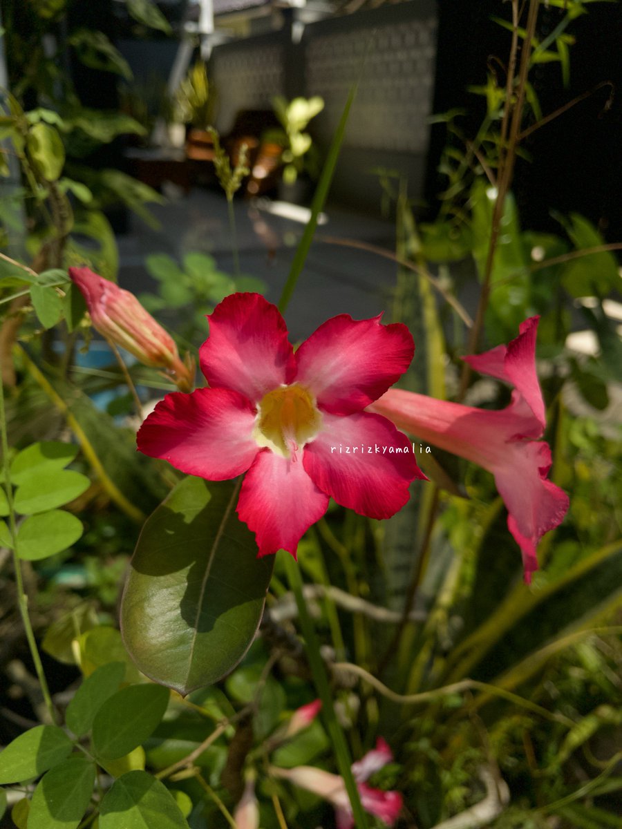 rizrizkyamalia's tweet image. settingan dazz cam yang lagi sering aku pakai. Filternya pakai original, terus adjust part color sesuai yang aku ss dan exposurenya di -4. Ya bisa juga sesuaikan aja kalo mau lebih gelap

Semoga bisa bermanfaat yaa ✨