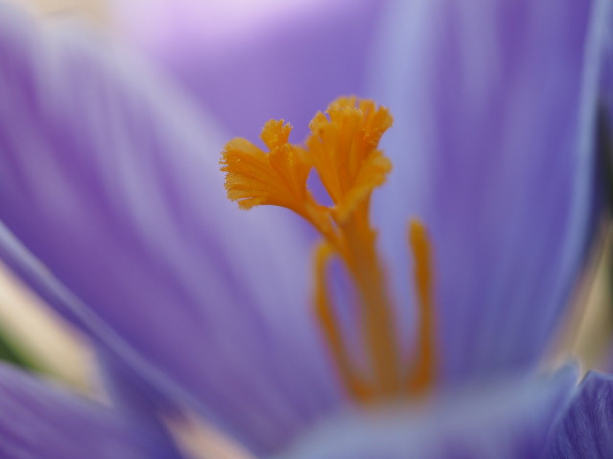 barrysevern's tweet photo. Crocus https://t.co/aDEQscJAGd