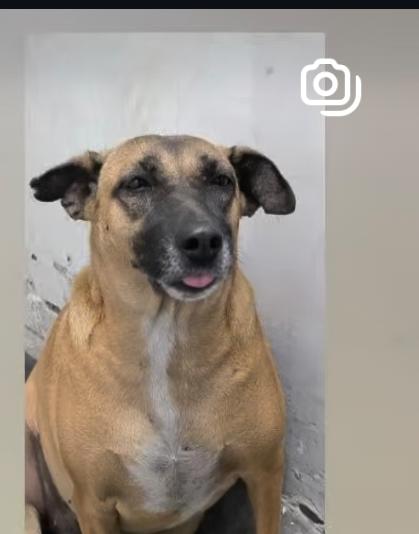 yadavnarender85's tweet image. 🇮🇳 Appeal to @gupta_rekha @CMODelhi @narendramodi @indSupremeCourt  — please act NOW.
What happened at @DelhiAirport  under @DelhiAirportGMR is unacceptable cruelty.
Amend the Prevention of Cruelty to Animals Act, 1960. Protect the voiceless.
#NoDogNoVote #JusticeForAnimals